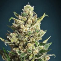 Ice Kush